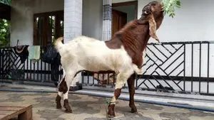 கிடாய்