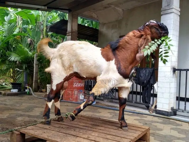 கிடாய்