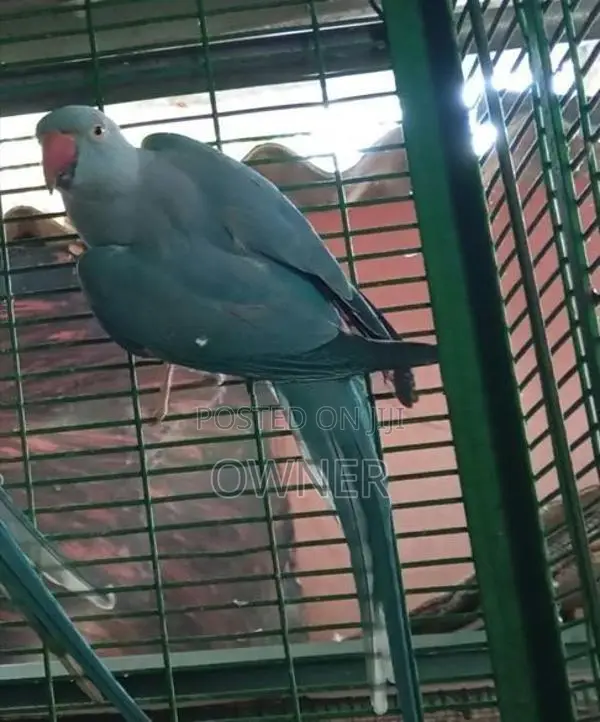 Ringneck birds
