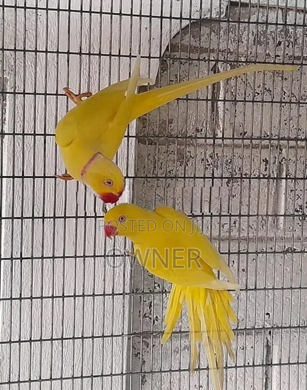 Ringneck birds