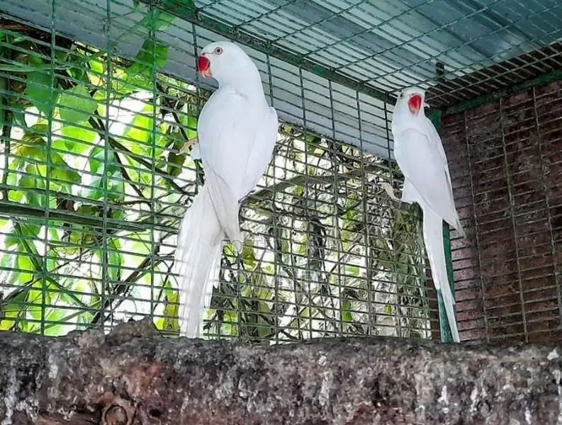 Ringneck birds