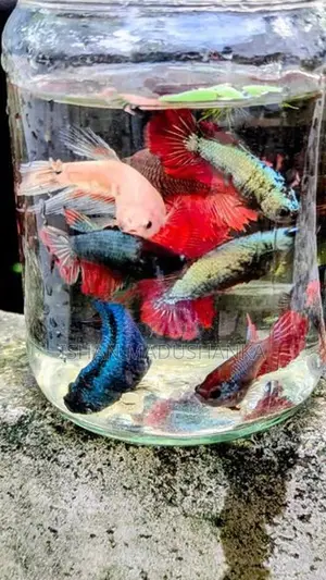 Betta Female