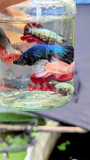 Betta Female