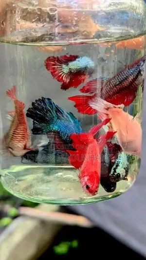 Betta Female