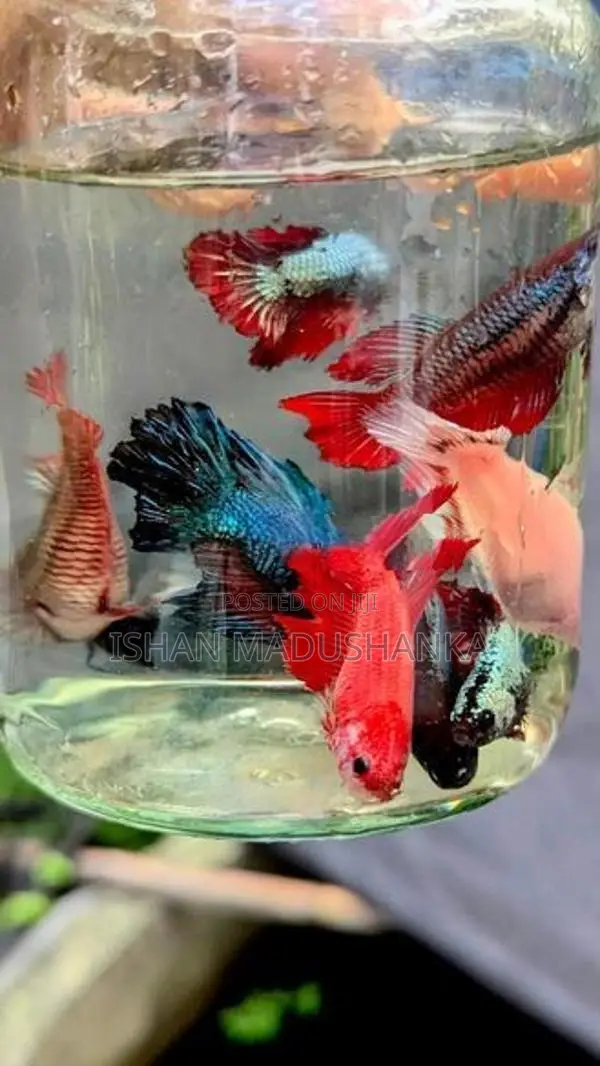 Betta Female