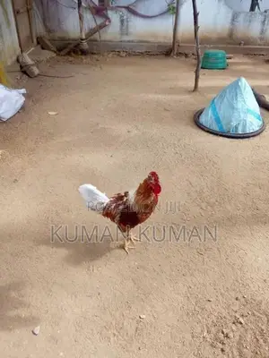 ஊற்சேவல்
