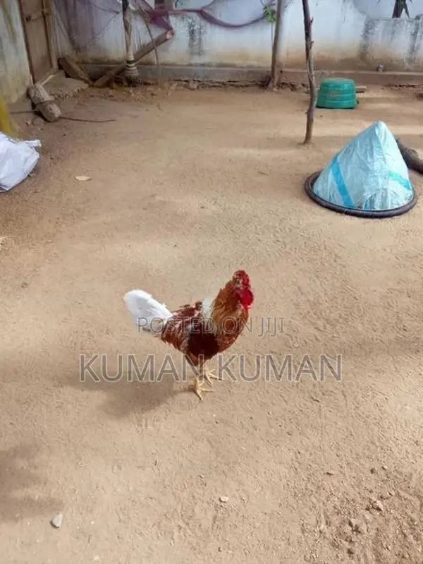 ஊற்சேவல்