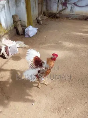 ஊற்சேவல்