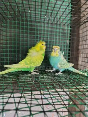 Helicopter Love Birds