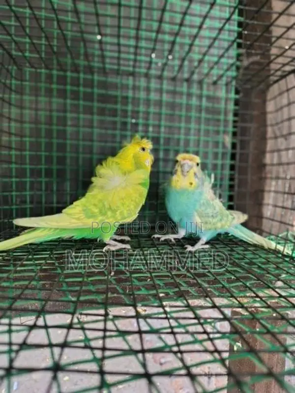 Helicopter Love Birds