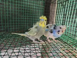 Helicopter Love Birds