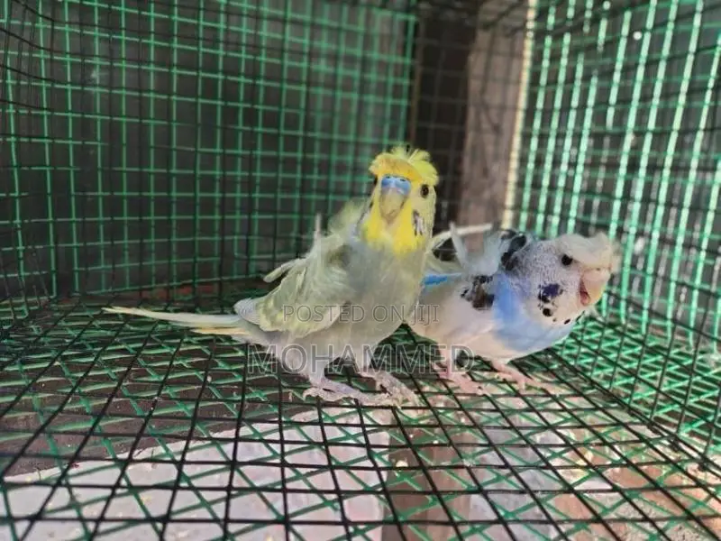 Helicopter Love Birds