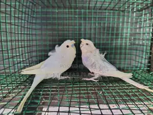 Helicopter Love Birds