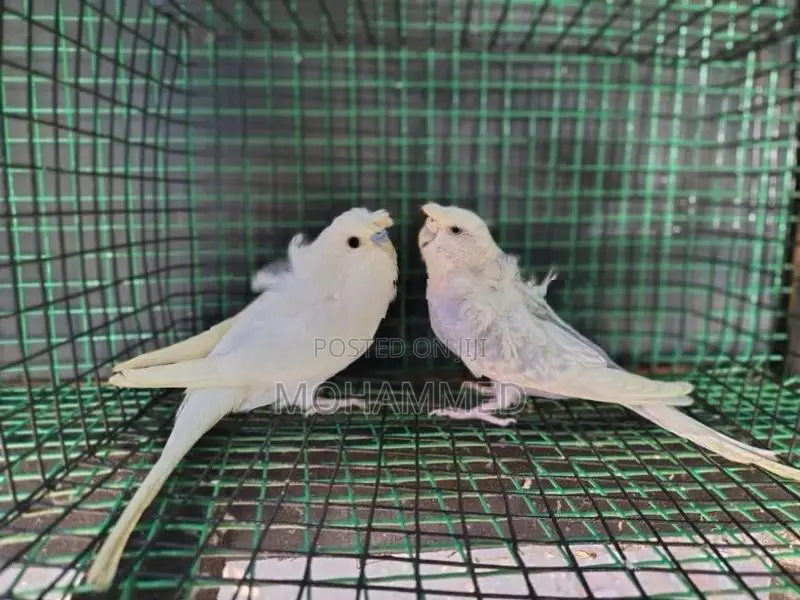 Helicopter Love Birds