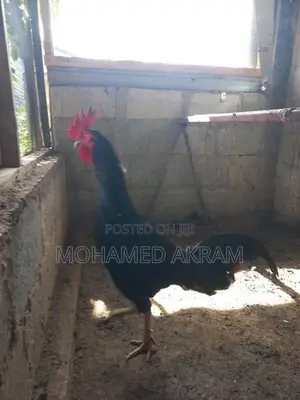 Rooster