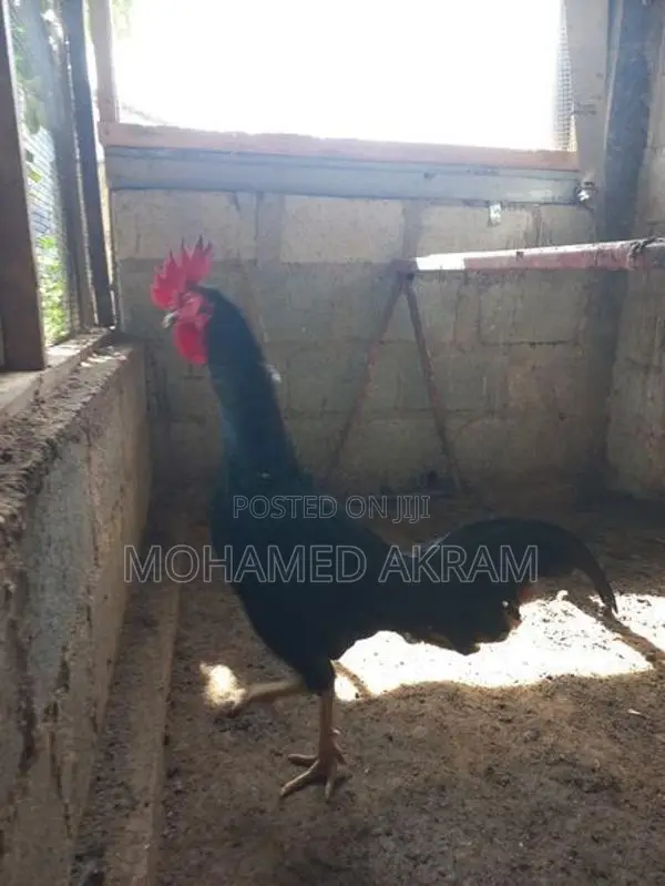 Rooster