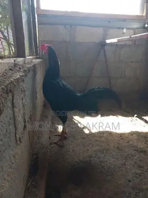 Rooster