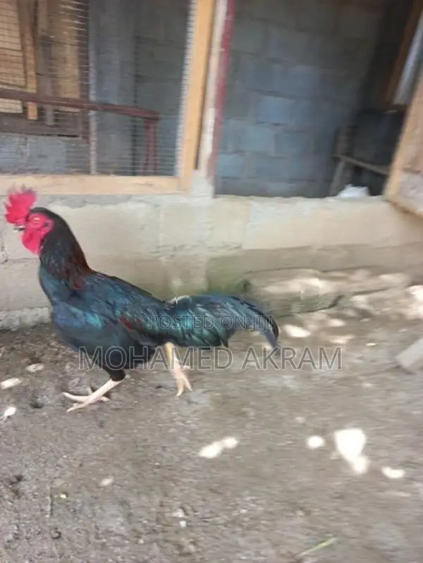 Rooster