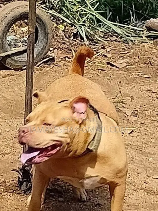 American Bully Dog