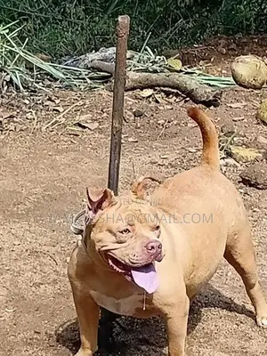 American Bully Dog
