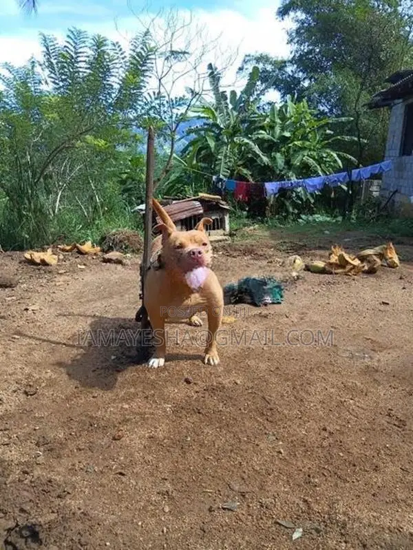 American Bully Dog