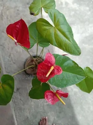 Anthuriyan Plant