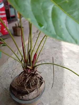 Anthuriyan Plant