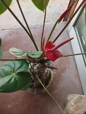 Anthuriyan Plant