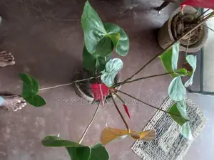 Anthuriyan Plant