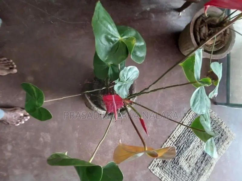 Anthuriyan Plant