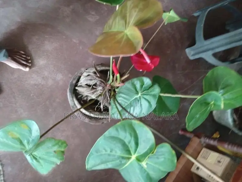 Anthuriyan Plant