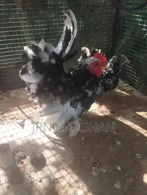 Fancy Hens