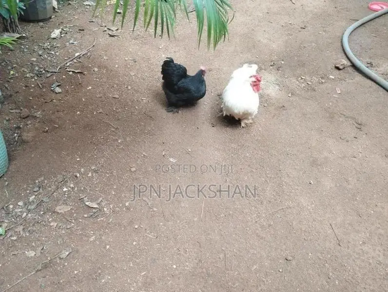 Fancy Hens