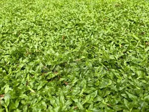 Australian Grass