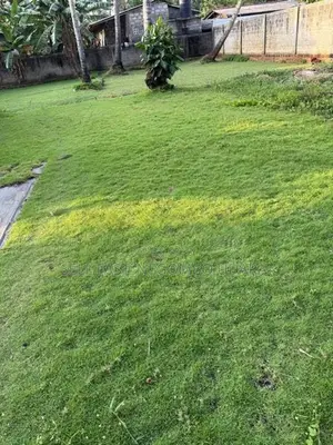 Australian Grass