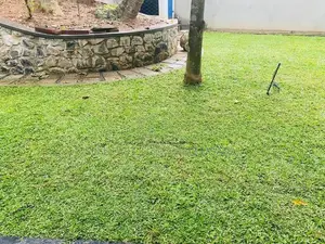 Australian Grass