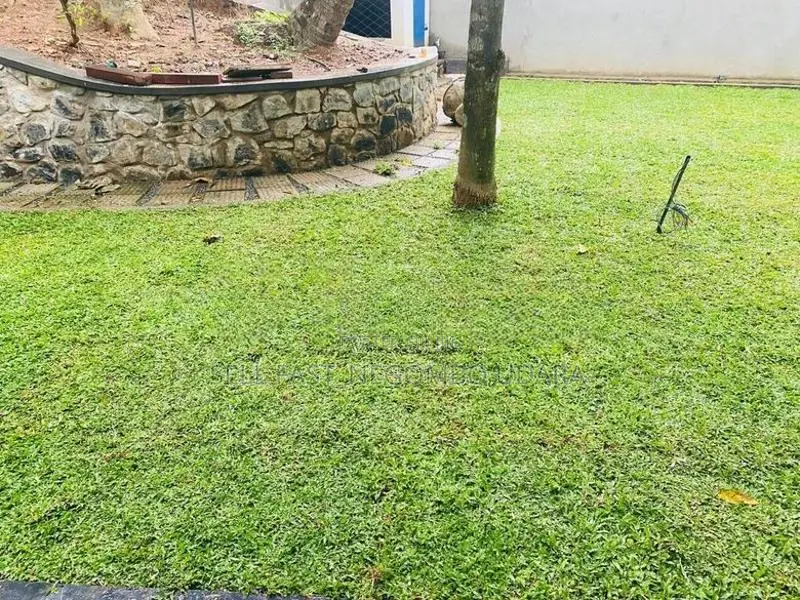Australian Grass
