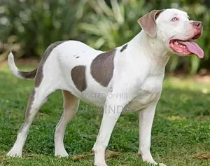American Bully XL Dog