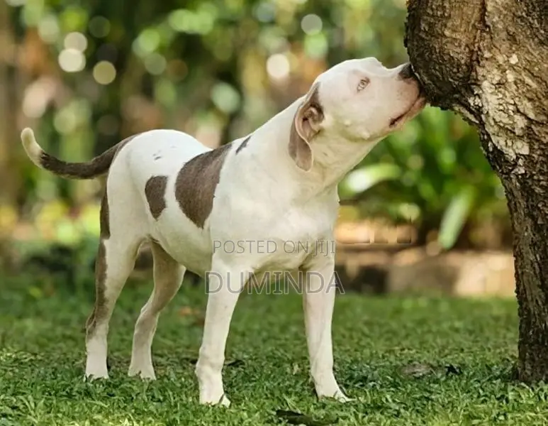 American Bully XL Dog