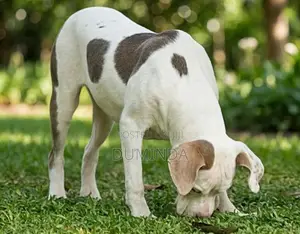 American Bully XL Dog