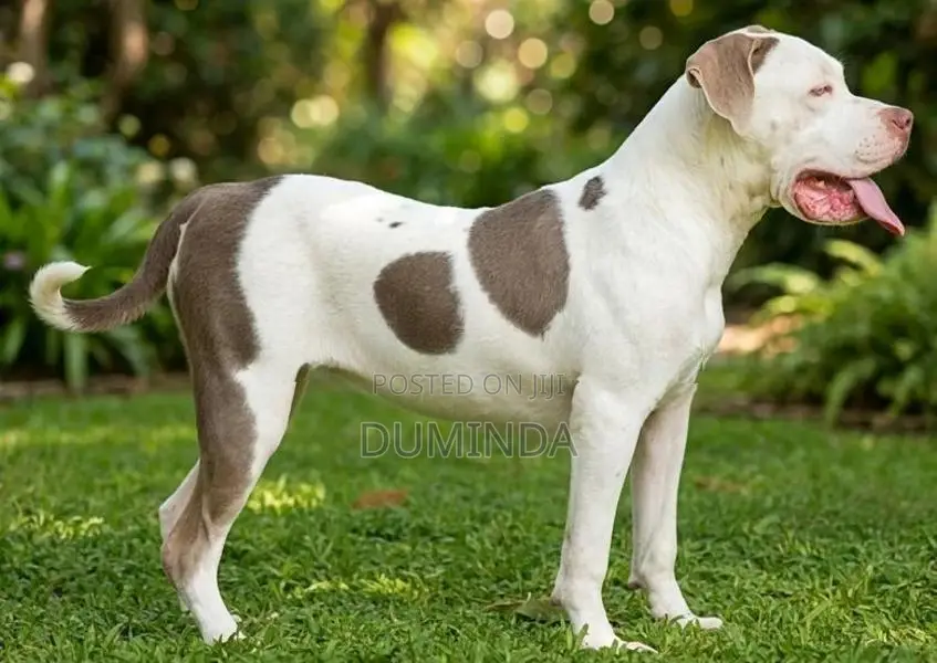 American Bully XL Dog