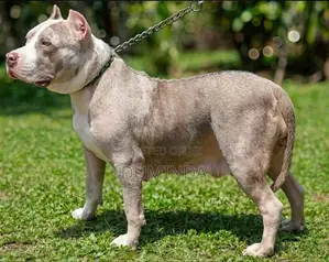 American Bully XL Dog