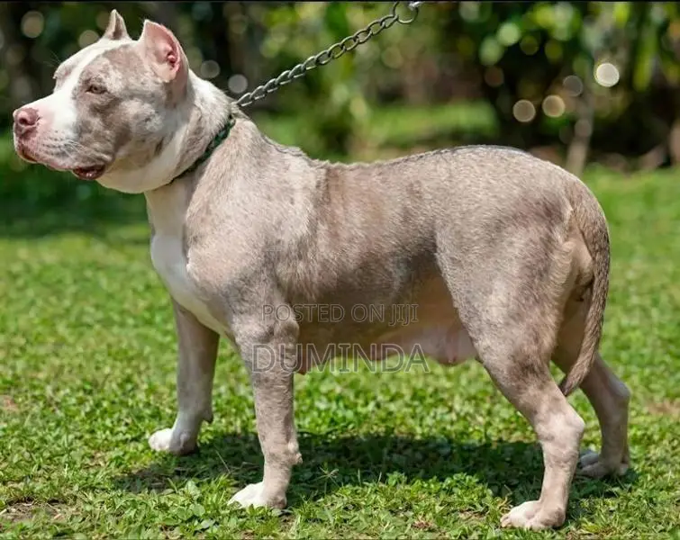 American Bully XL Dog