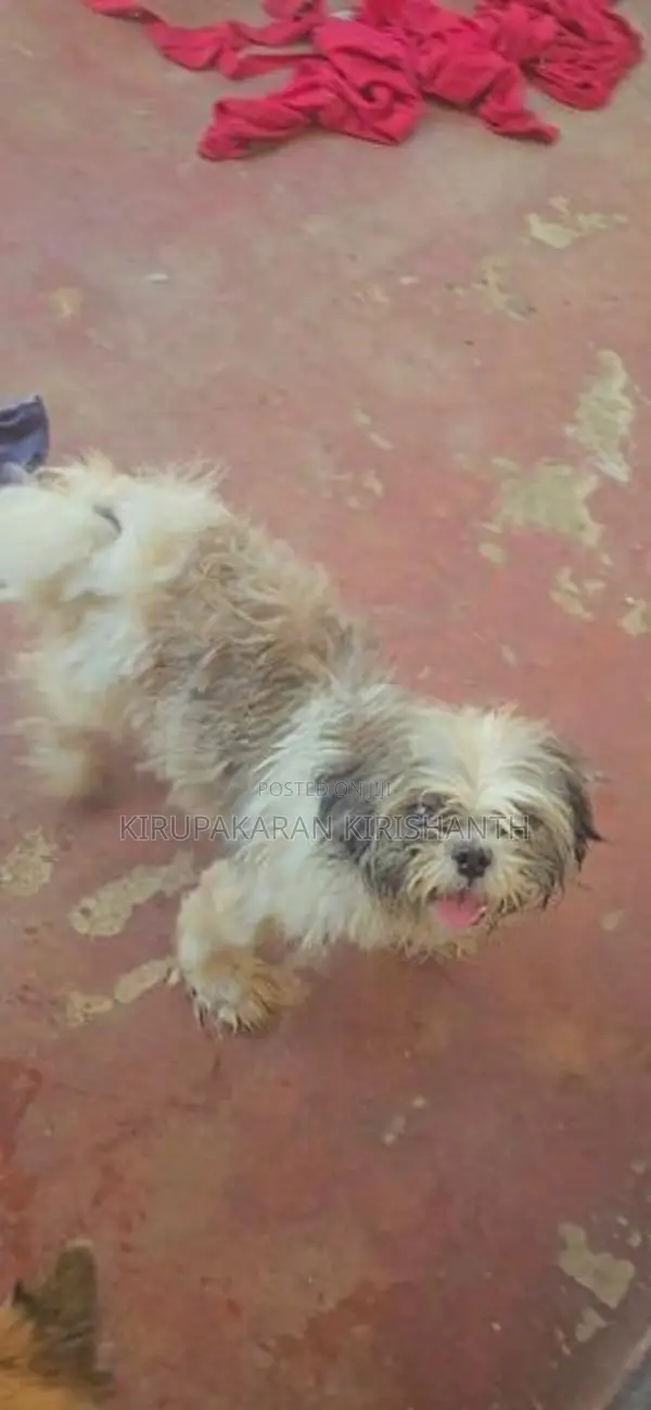 Shih Tzu Puppy