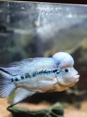 Flower Houn Fish