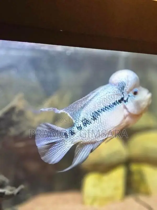 Flower Houn Fish