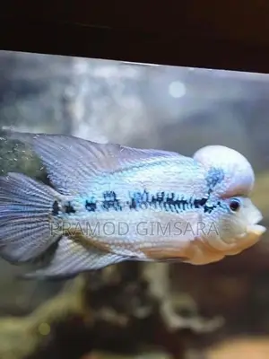 Flower Houn Fish
