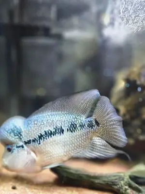 Flower Houn Fish