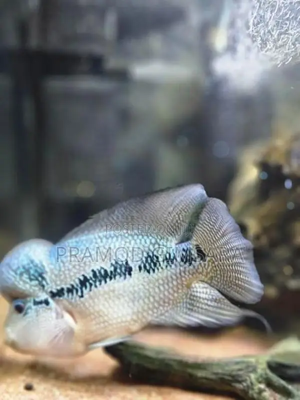 Flower Houn Fish