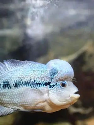Flower Houn Fish